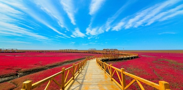 Discover the amazing red beach of Panjin in western China