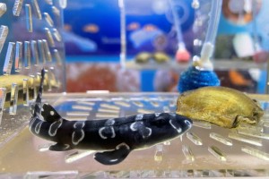  The Marine Discovery Centre will nurture the bamboo sharks in its Shark Nursery Pond, before releasing them back into their natural environment.