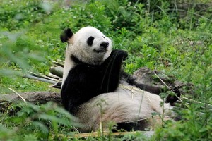 A habitat for giant pandas, Dujiangyan is among the list of the World Natural Heritage.