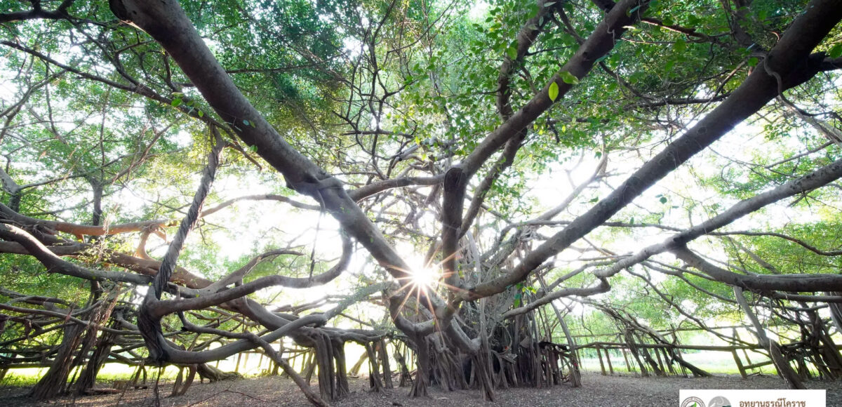 Nakhon Ratchasima is Thailand's first city to have three UNESCO sites - TravelDailyNews Asia & Pacific - Vimarsana News