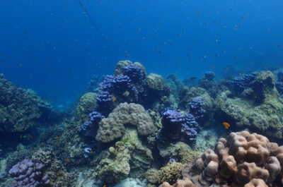 Underwater eco-systems are being nurtured in Mu Ko Lanta National Park, Thailand